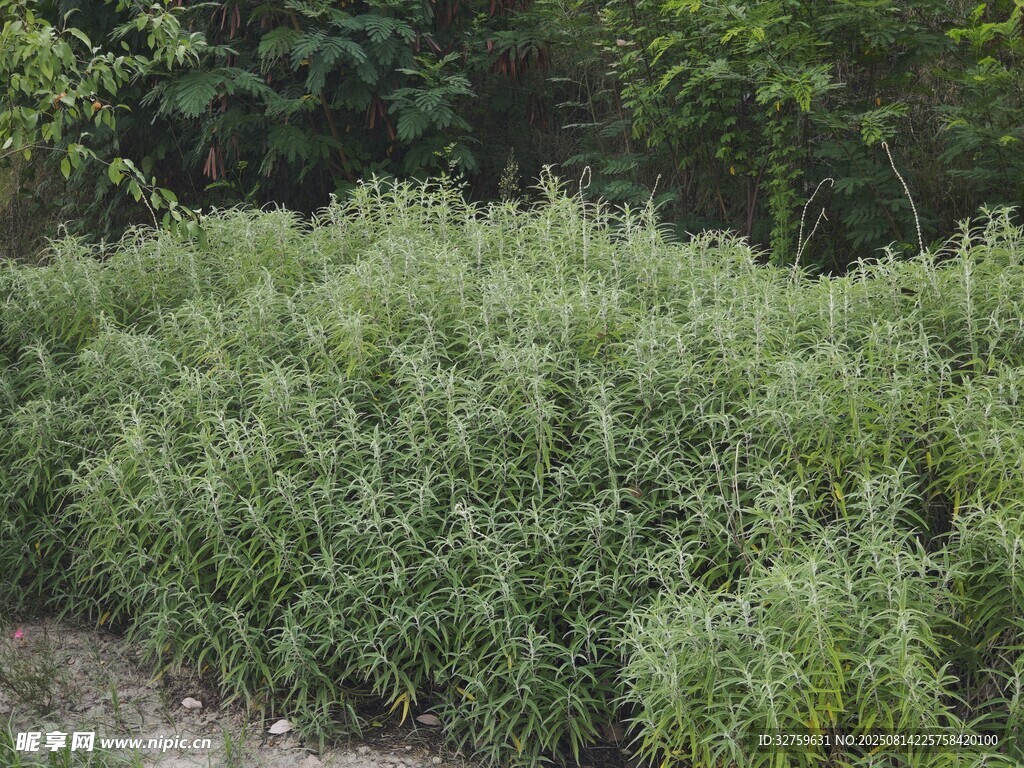 绿意盎然的灌木丛