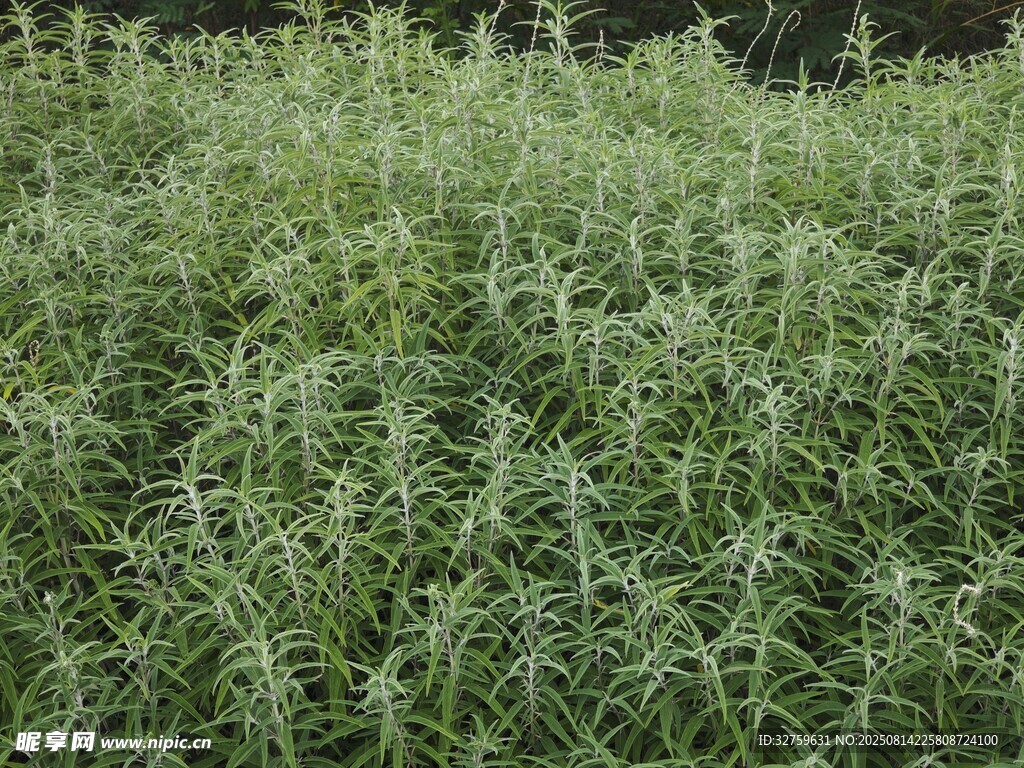 茂密绿色植物景观