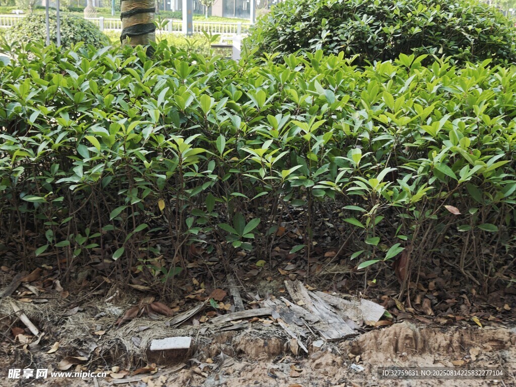 绿叶繁茂的低矮灌木丛