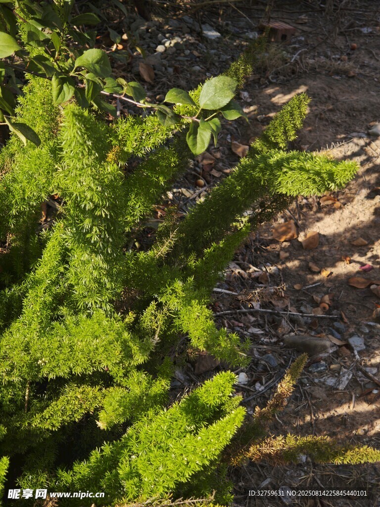 翠绿蕨类植物近景特写