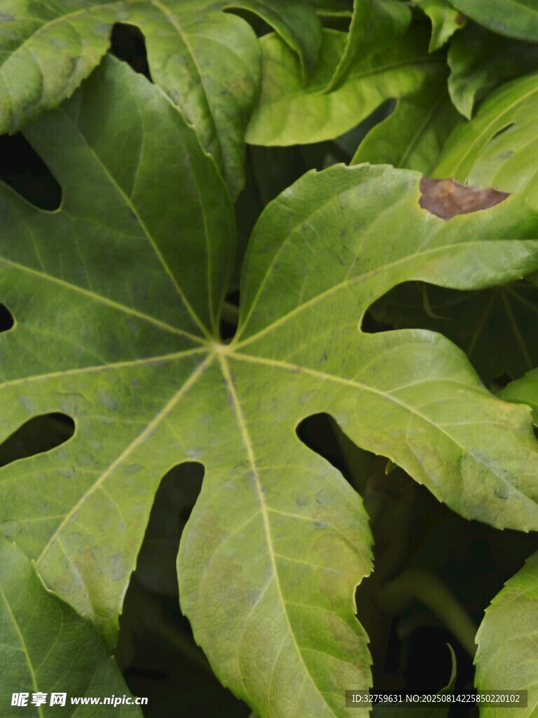 大叶片的八角金盘植物