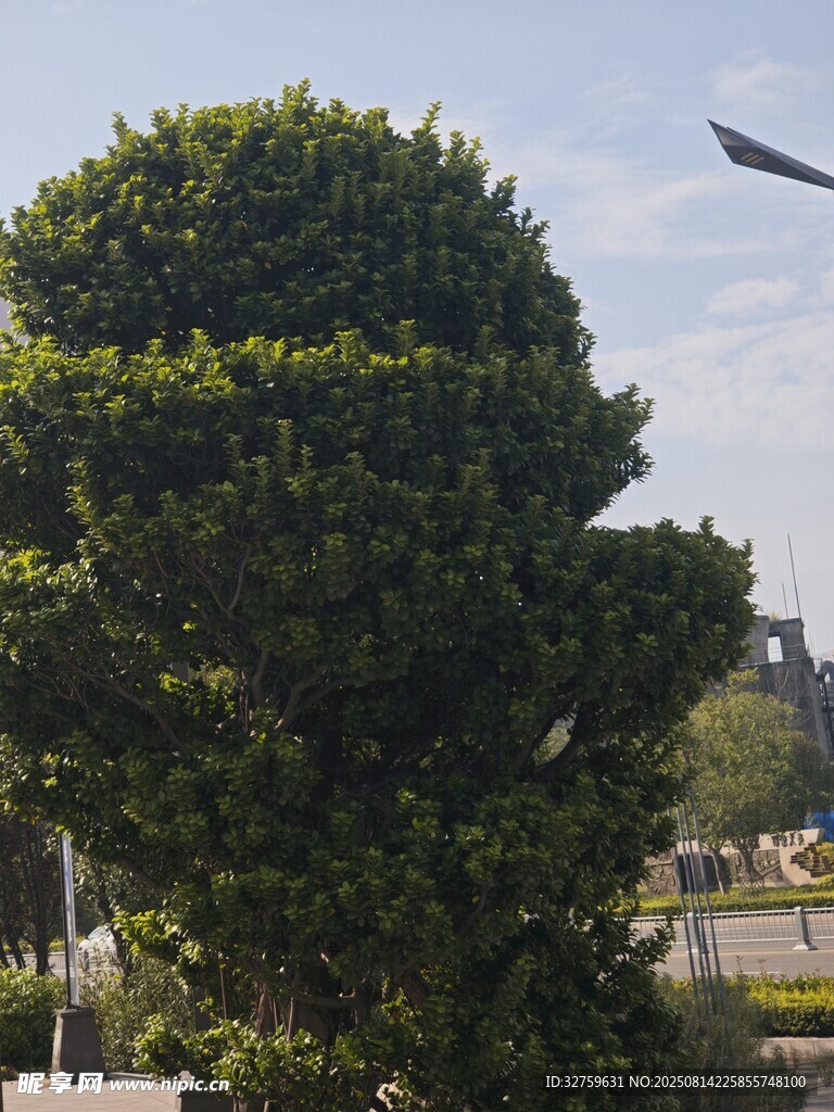 独特造型绿植景观