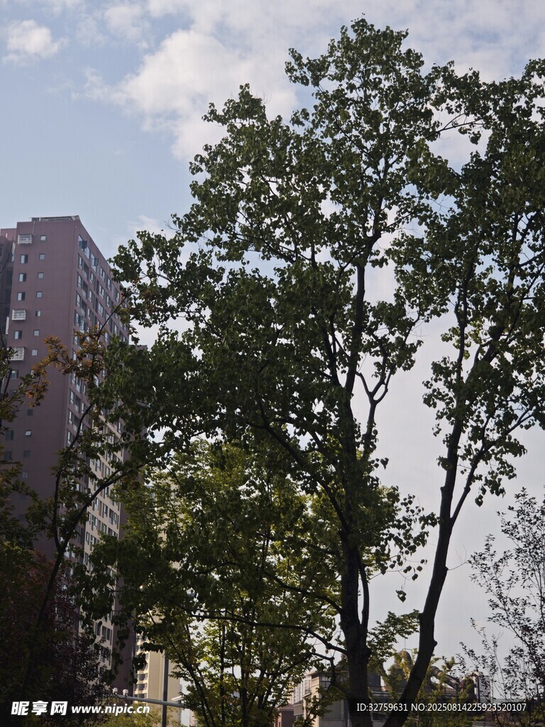 城市中繁茂的绿树景观