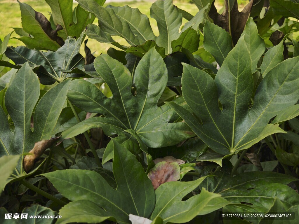 绿叶植物特写