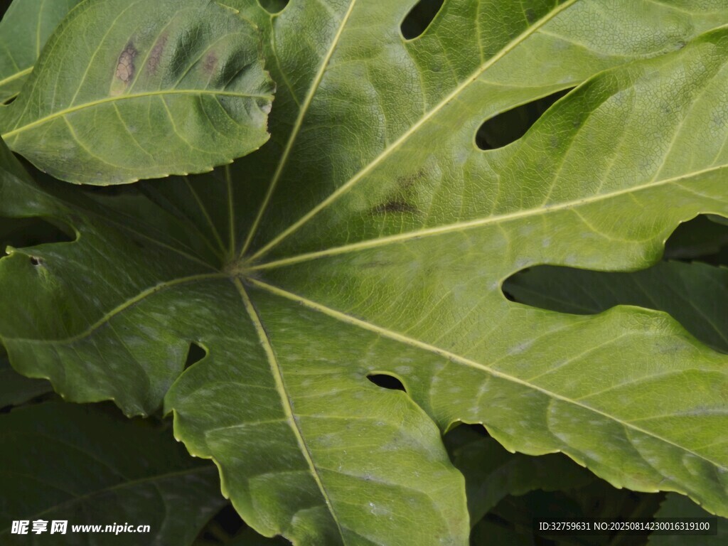 巨大翠绿的掌状叶片
