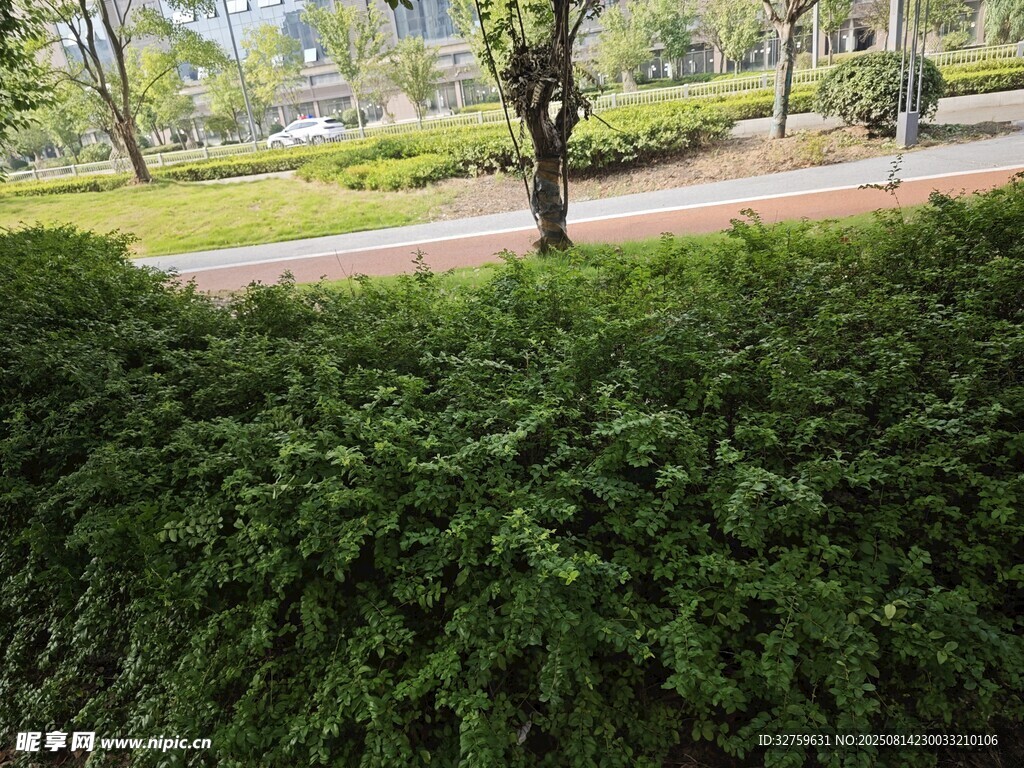 绿意盎然的园林灌木丛