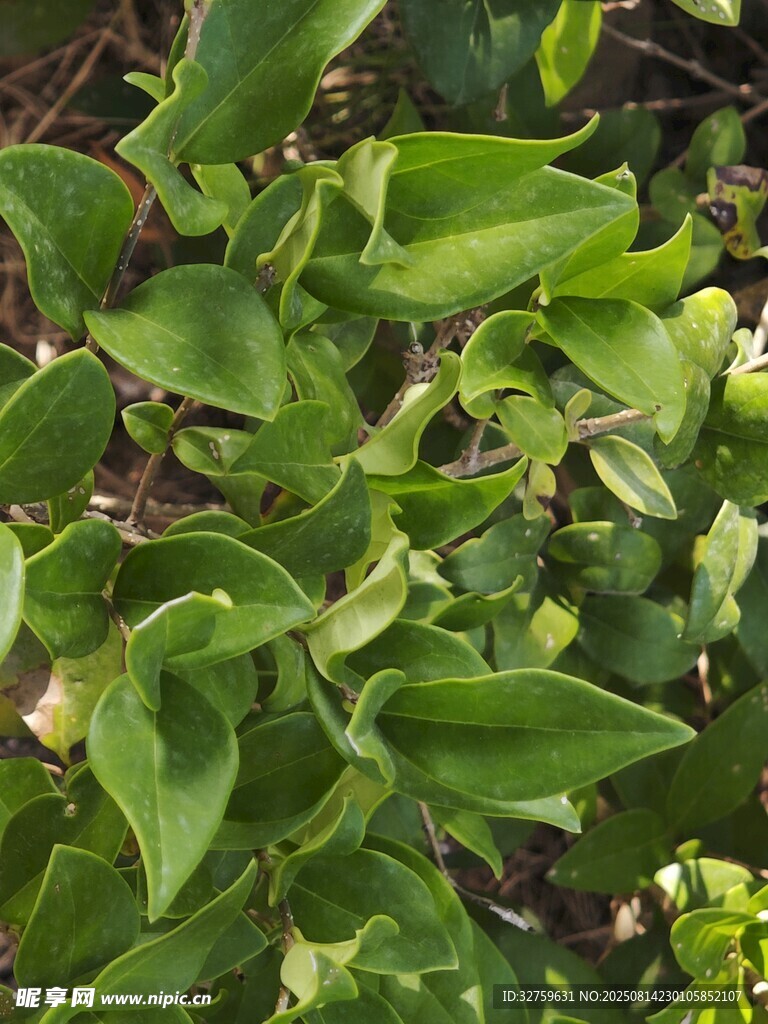 翠绿繁茂的植物叶片
