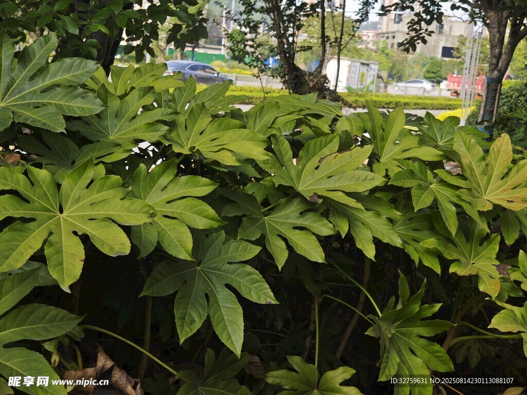 绿叶繁茂的植物景观