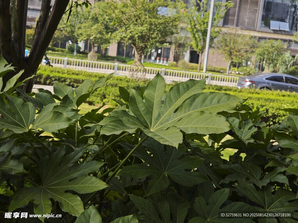 绿叶植物景观