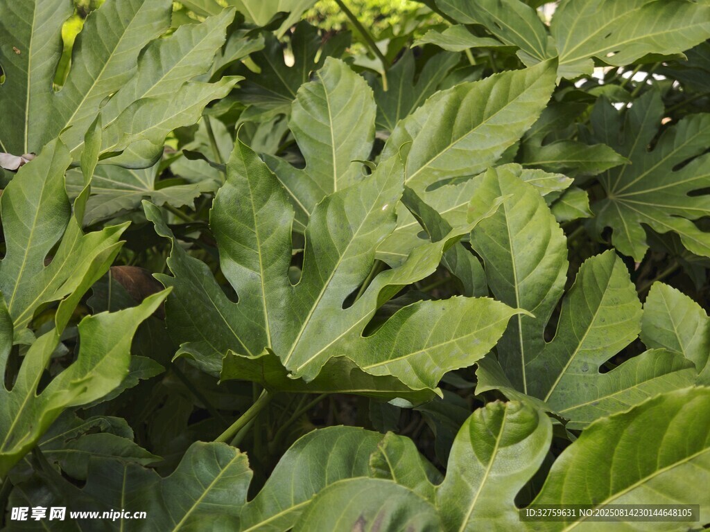 翠绿的羽状叶片植物