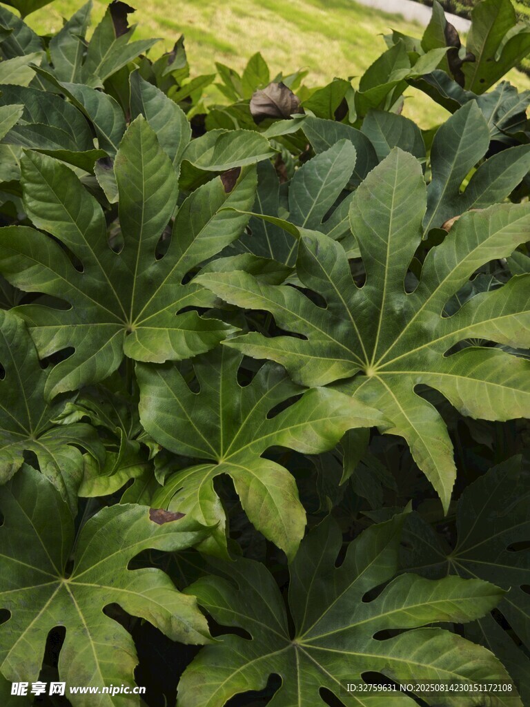 翠绿繁茂的掌状叶片植物