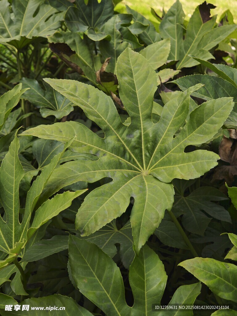 翠绿繁茂的大型植物叶片