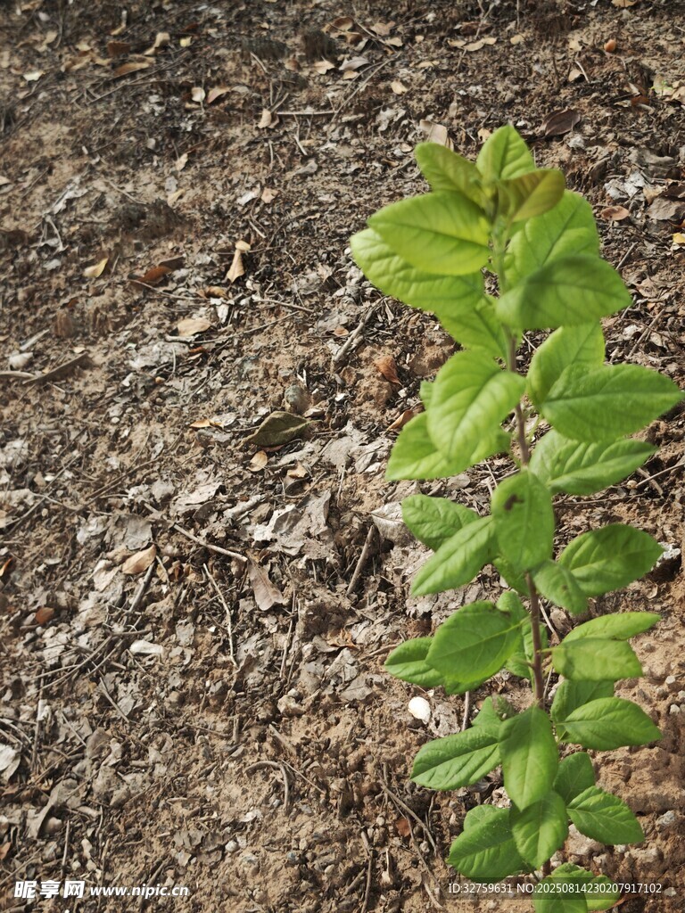 破土而出的嫩绿植物