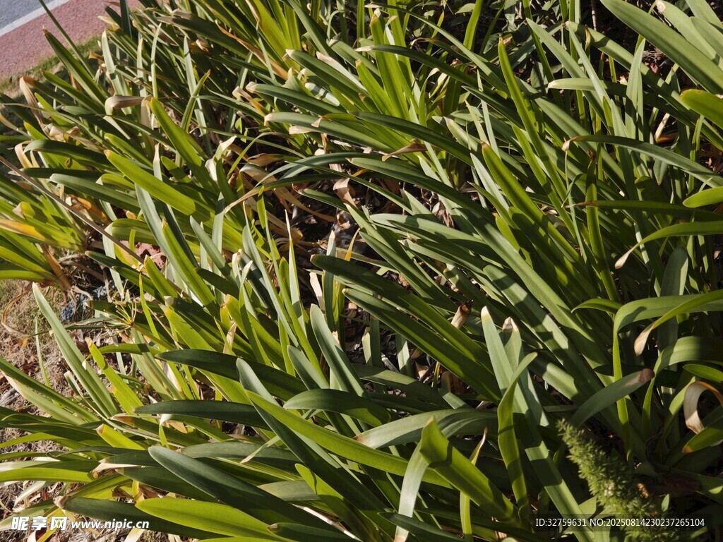 翠绿剑叶植物特写