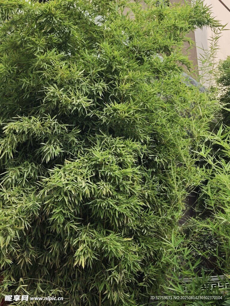 翠绿竹林景观