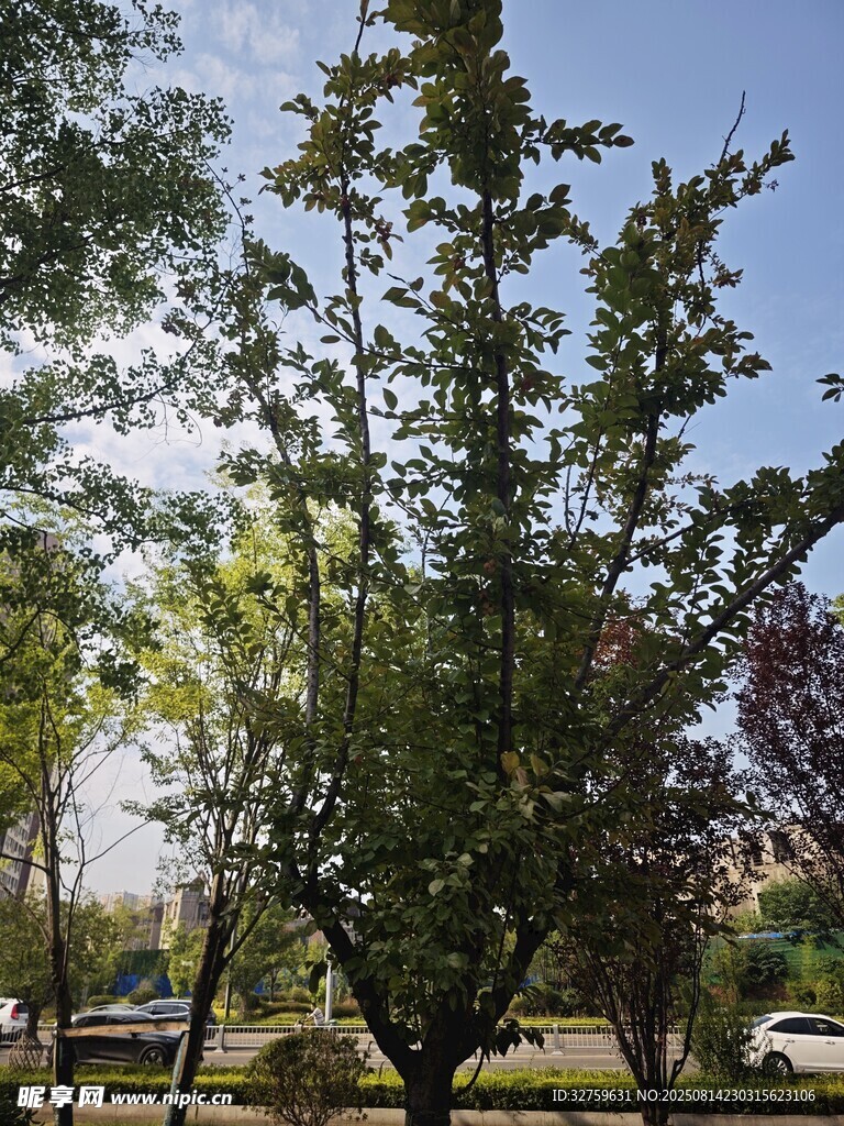 公园中的绿树蓝天景象