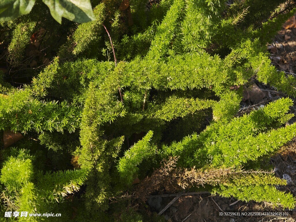 翠绿丛生植物特写