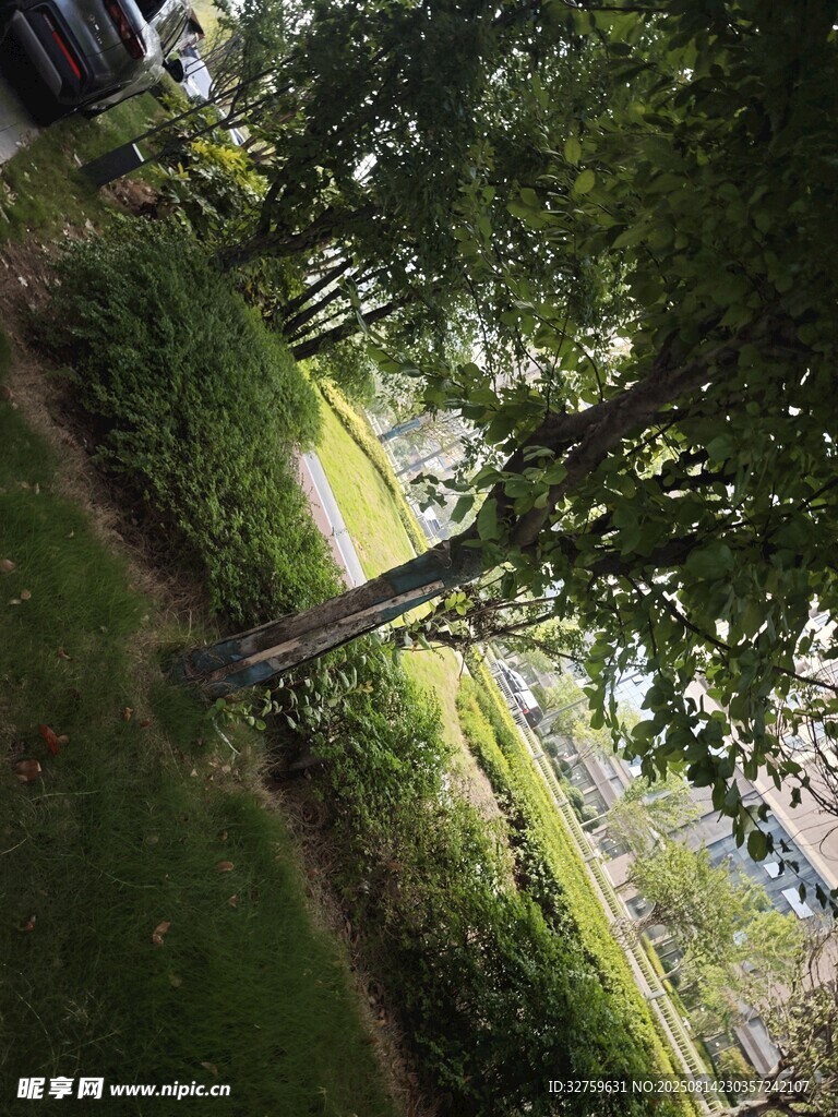 绿意盎然的林间小道