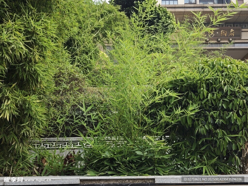 繁茂绿植覆盖的户外场景