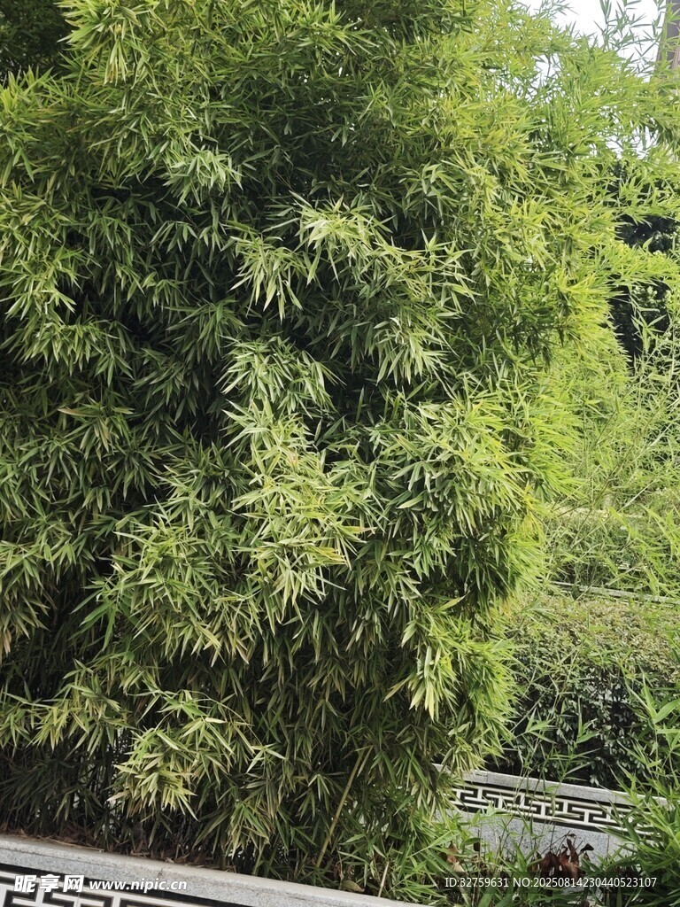 翠绿竹林景致
