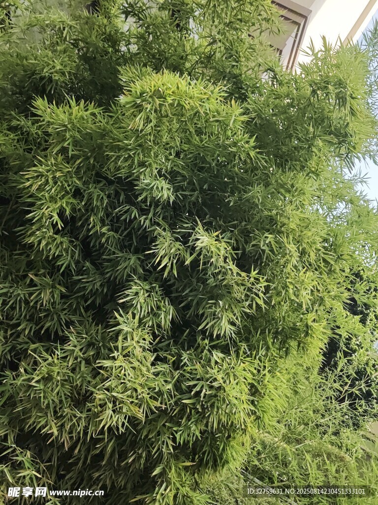 翠绿竹林景致
