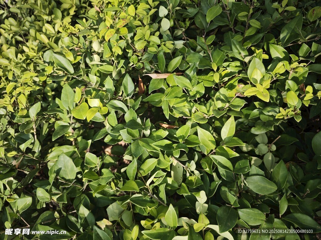 翠绿繁茂的植物叶片