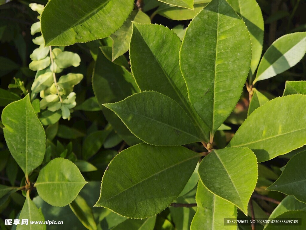 翠绿叶片植物特写