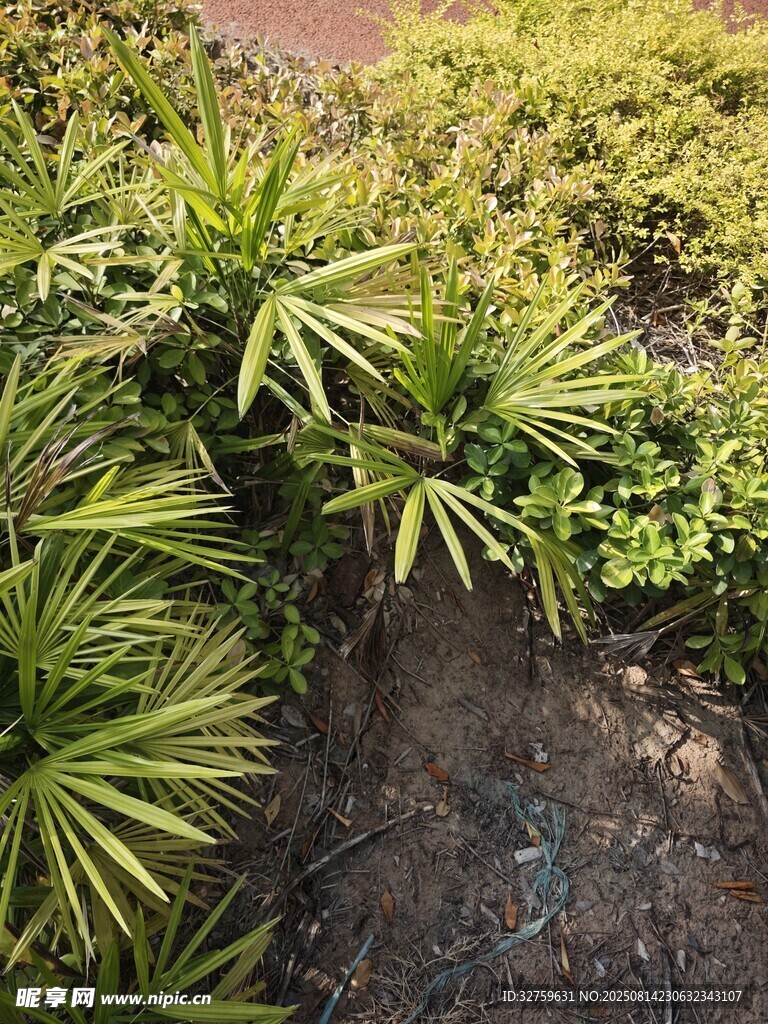 户外绿植景观特写