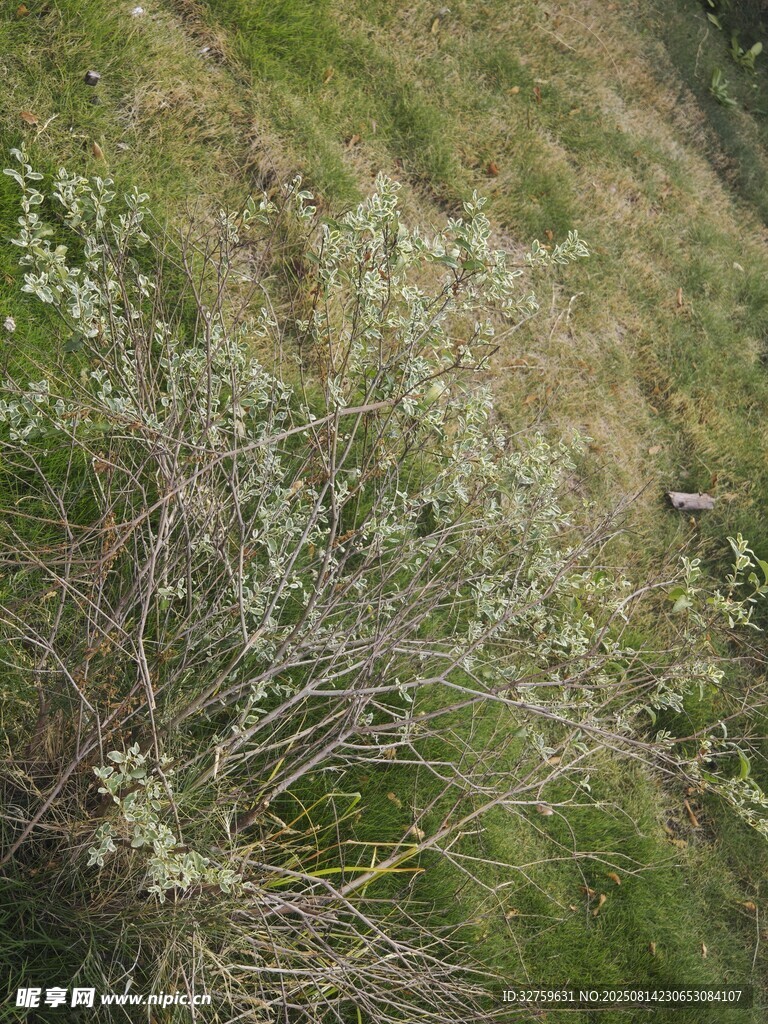 山坡上的稀疏植物