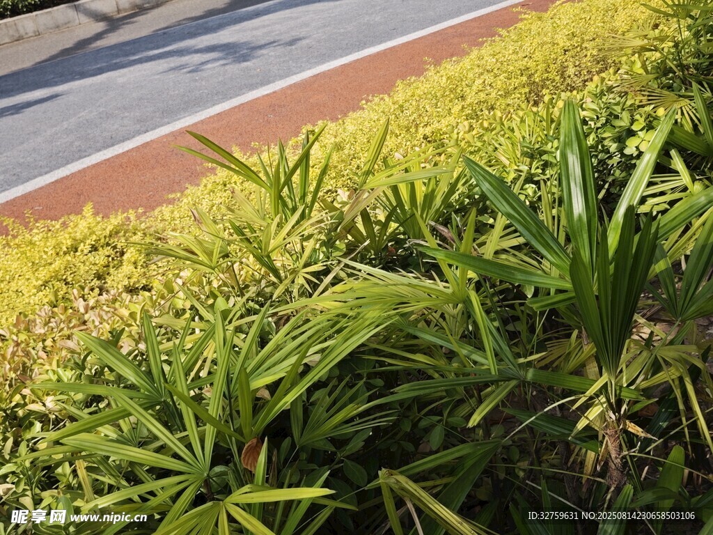 路边葱郁绿植景观