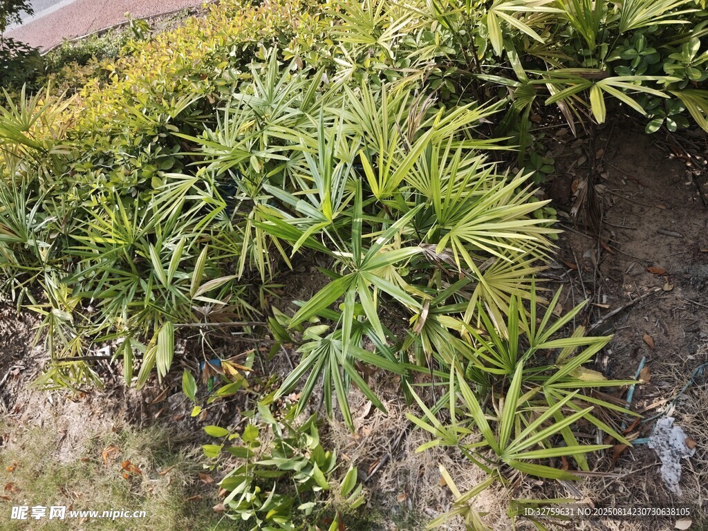 庭院中的翠绿植物景观