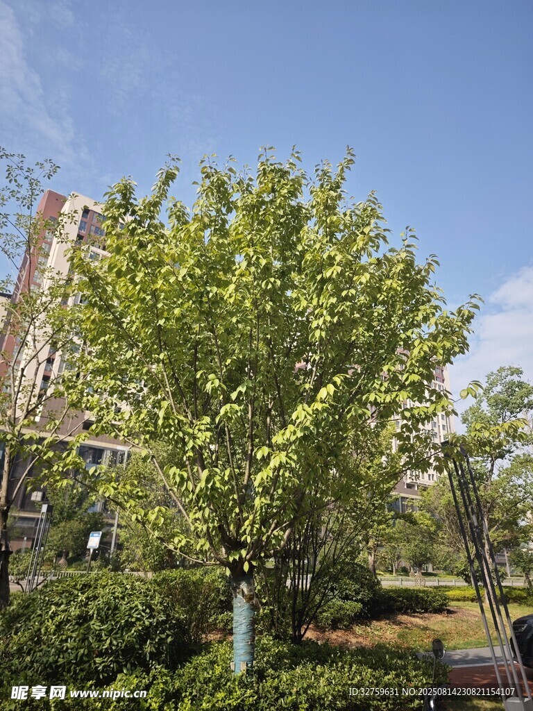 城市中葱郁树木景观