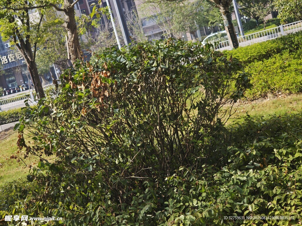 户外绿植景致