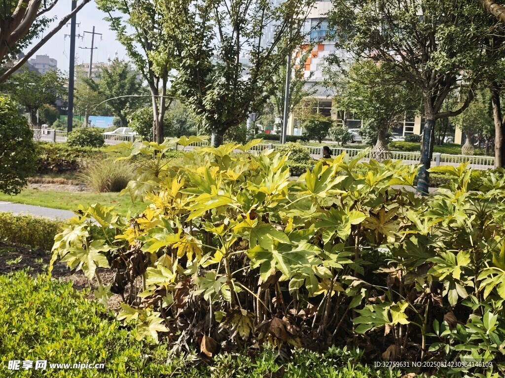 城市中的绿植景观