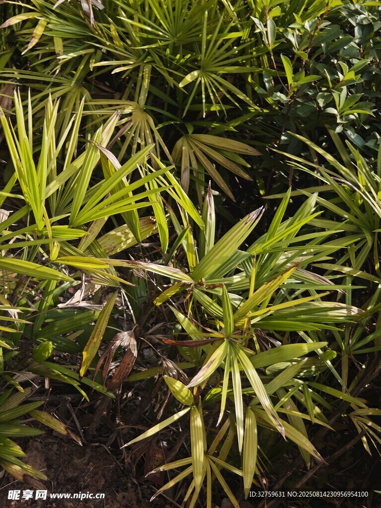 翠绿繁茂的热带植物