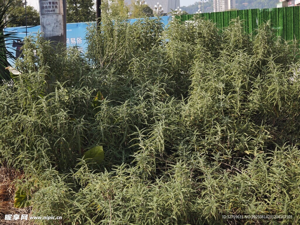 茂盛绿植景观