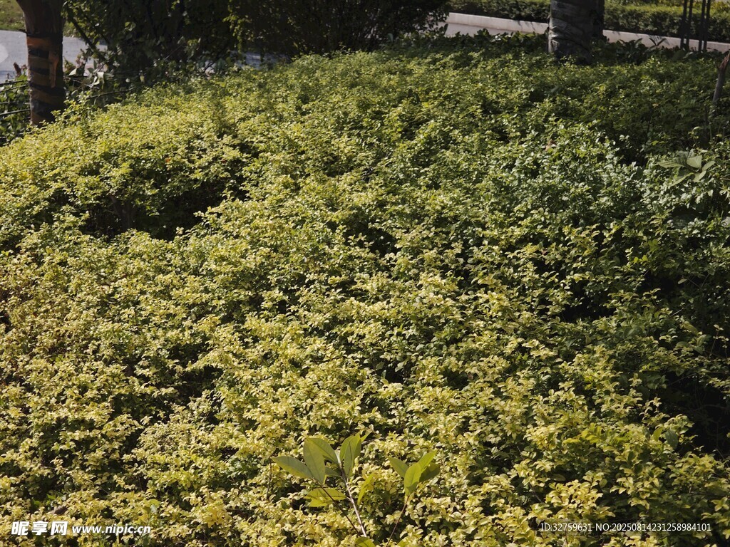 茂密绿植景观