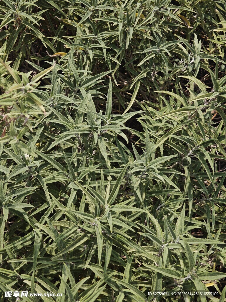 茂密绿植