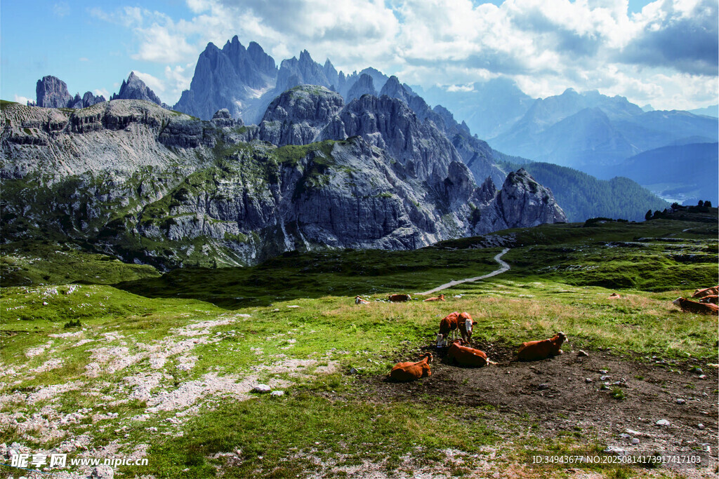 山间草地牛群与壮丽山峰