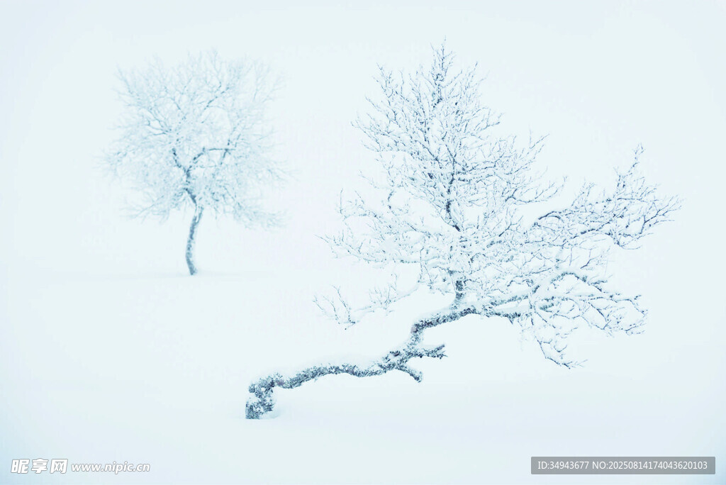 冬日孤枝雪景