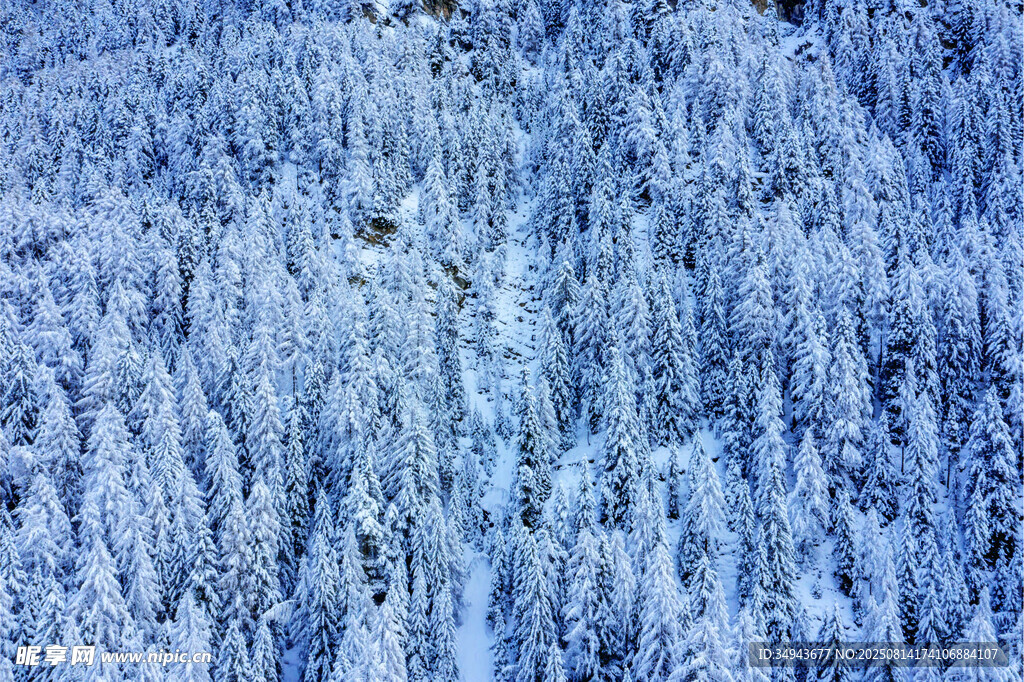 冬日雪覆森林美景