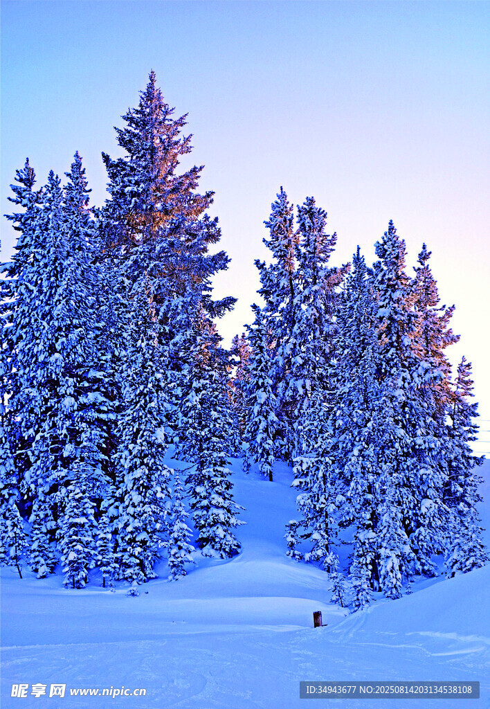 雪覆松林的冬日美景