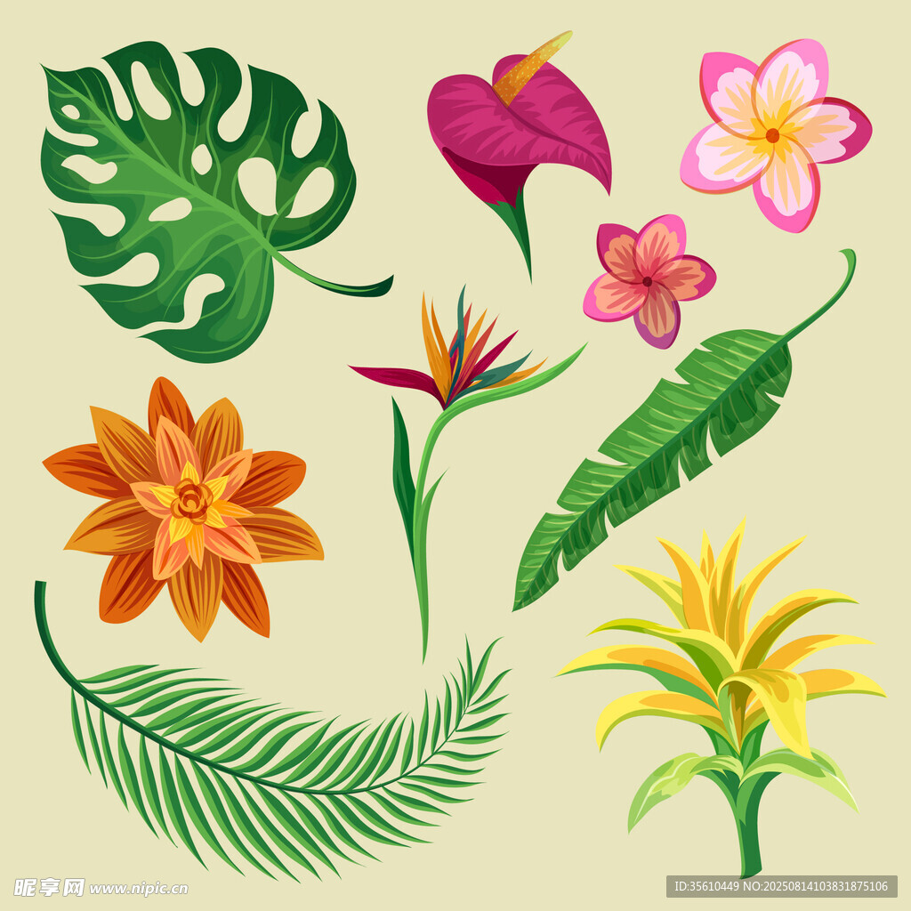 热带花卉与叶片插画素材