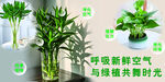 绿植相伴 畅享清新时光