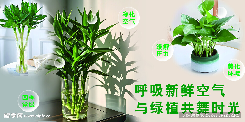 绿植相伴 畅享清新时光