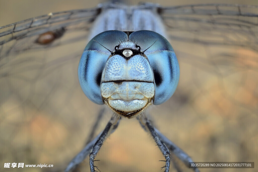蓝蜻蜓特写
