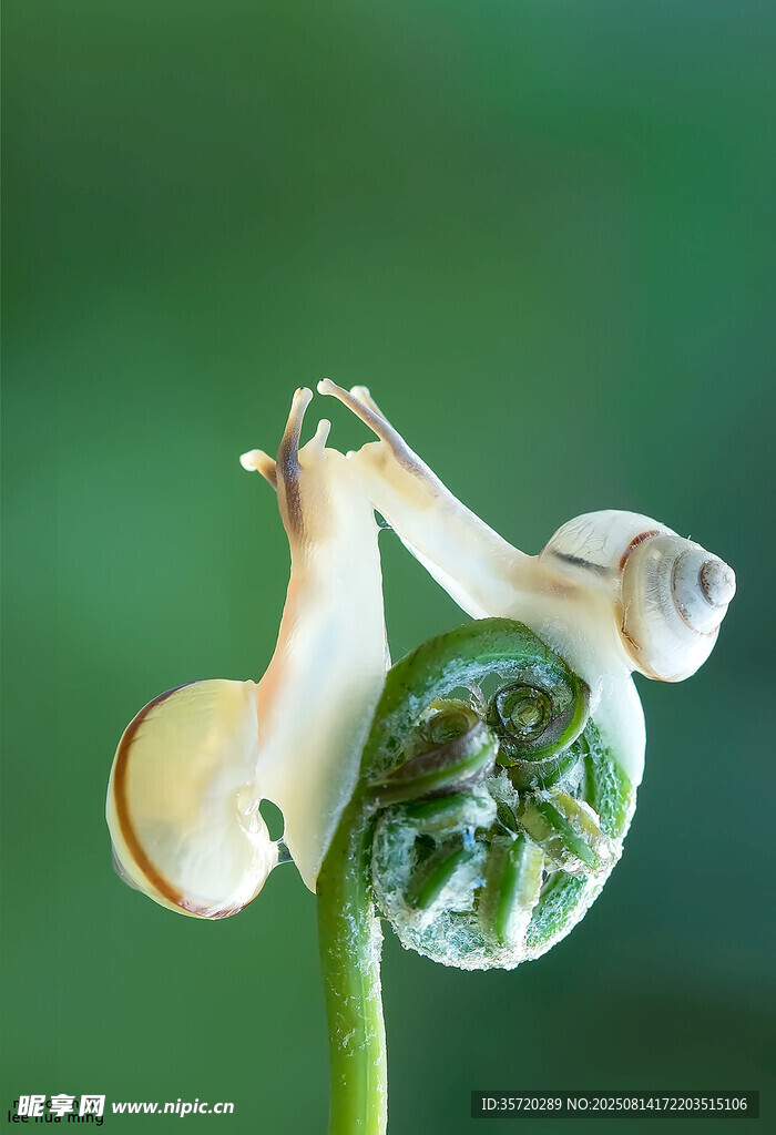 卷曲的植物嫩芽特写