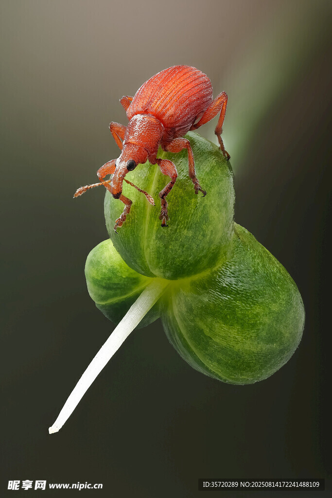红甲虫栖息于嫩绿植物上