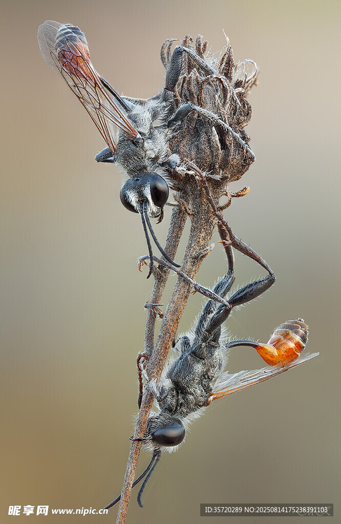 蜘蛛捕食瞬间