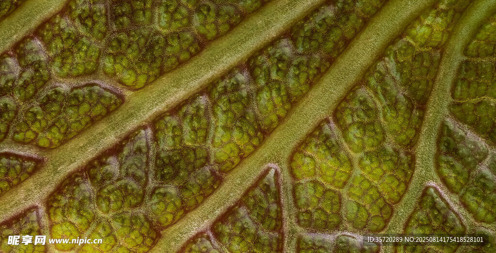 叶脉纹理特写